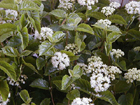 Arrowwood viburnum